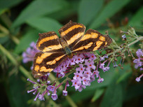 һֻ�û���ɢ��ʢ�̵�