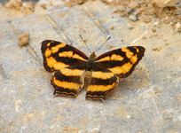 һֻ������ɢ��ʢ�̵�