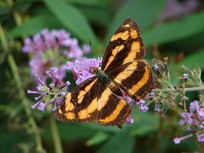 һֻ��ʳ���۵�ɢ��ʢ�̵�