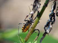 ��ʳ����л���������