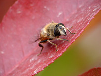 ��ɫ��Ҷ�ϵĳ�β����Ӭ