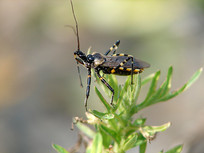 ����ϵ�һֻ����������