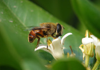 һֻ��β����Ӭ����ʳ����