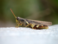 һֻ��ɫ�İ��Ȼ�