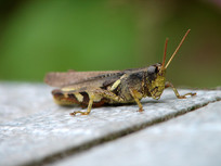 һֻſ�ڵ����ϵĻȳ�