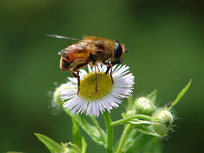 һֻʳ��Ӭ�ڰ�ɫ��������ʳ����