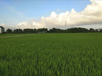 ԭҰ�������