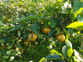 ��԰���ռ�