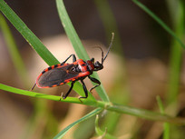 ��ʳ����г�����