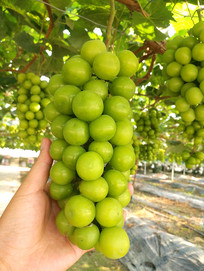 ��ժ����õ��