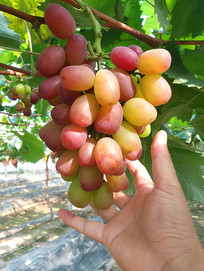 �����԰��ժ