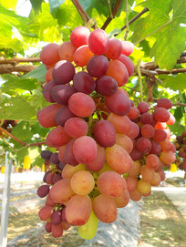 ��̬����