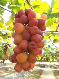 �����԰����