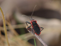 һֻ������