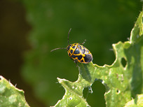 ֲʳ�Ժ������