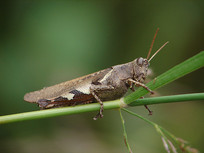 ��ɫ�����ϵ�һֻ���Ȼ�