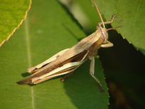 ��ɫֲ���ϵĻȳ�