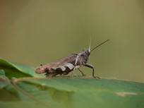 һֻ��ɫ�Ļȳ�