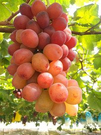 ��԰���˹�ʵ