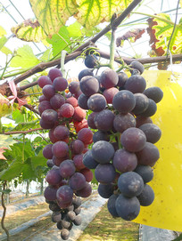 ���Ѽ�������