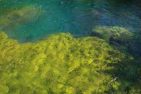 ��ˮ�̲ݾ�կ��