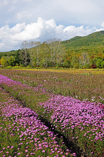 ����ɽ������ɽ����