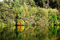 ����ɽɭ�ֺ�����