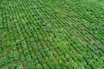 ���˰���������ֲ����ҩ�� 