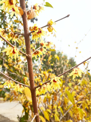 һƬ���ŵ���÷��