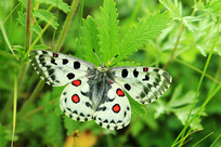 ���˰�������Ұ������������ 