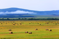 ���ɹ������ǲݲ�����ɫ