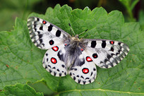 Ұ������������