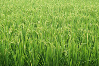 ˮ���ﵾ��