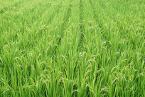 ˮ���ﵾ������