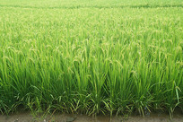 ˮ�ﵾ������ 