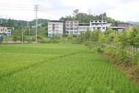 �Ĵ��������������԰ 