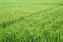 �Ĵ���������ˮ���ﵾ������ 