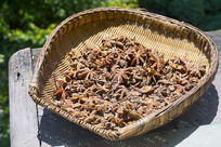 �й���ͳ��ζ����ʳ��-����