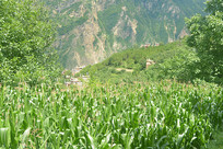 �Ĵ����ͼ׾Ӳ�կ��ֲ������