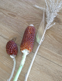 ũݮ