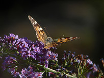 һֻ�û��ĺ��̵�