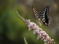 һֻ�����ĸ��ٷ��