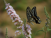 һֻ��ʳ�ĸ��ٷ��