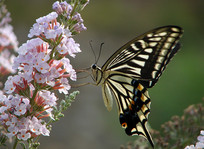 һֻƯ���ĸ��ٷ��