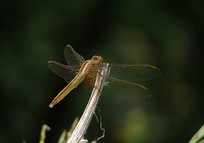 һֻ��Ϣ��֦ͷ�Ļ�ɫ����