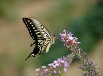 һֻ��Ϣ��������ϵĸ��ٷ��