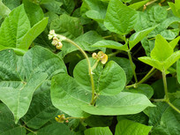 �̶���֦Ҷ�ͻ���