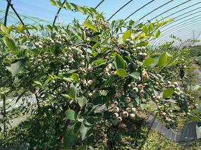 ��ݮ����