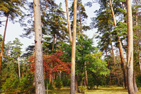 ������������ɫ