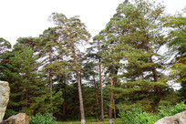 ���� �����׺ӳ����������ﾰ